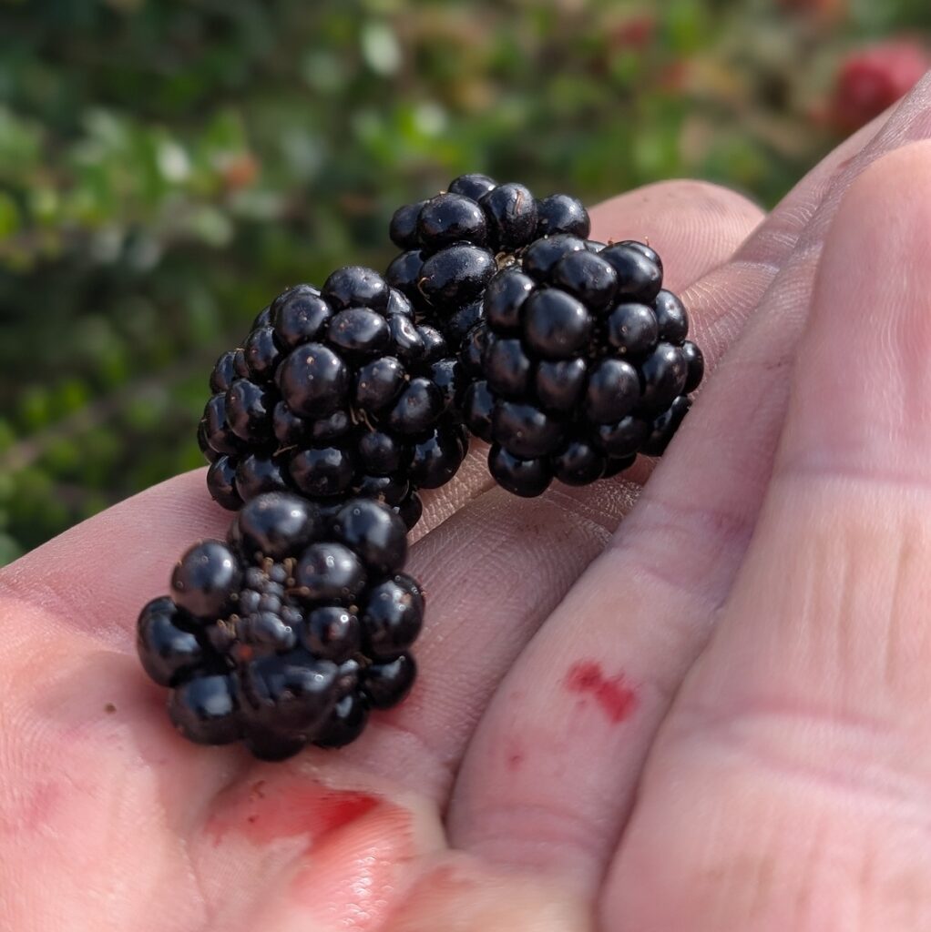 Harvesting Blackberries In Rossendale - Collecting