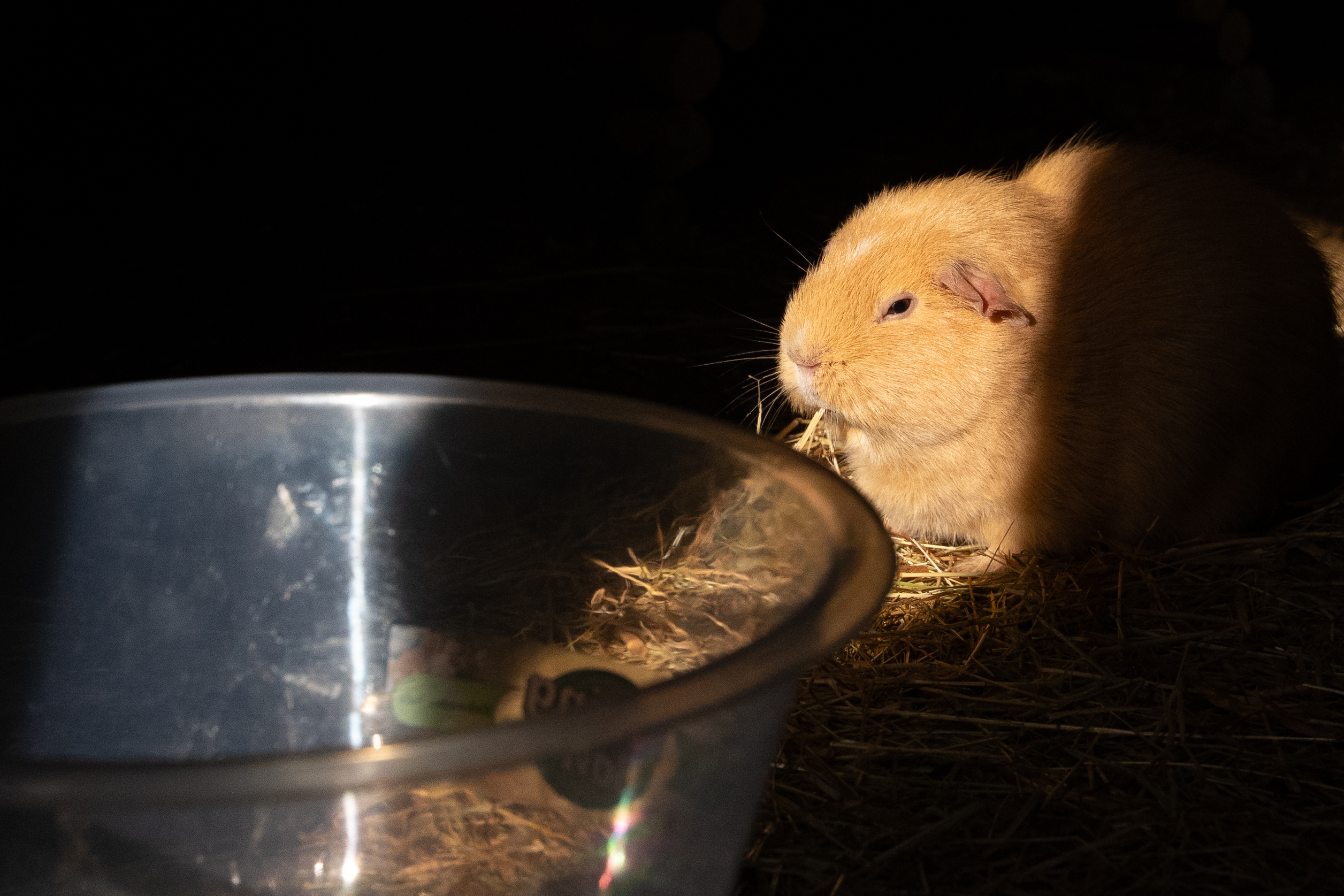 A ginger guinea pig enjoying the sun