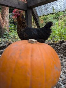 A black chicken looking at a pumpkin
