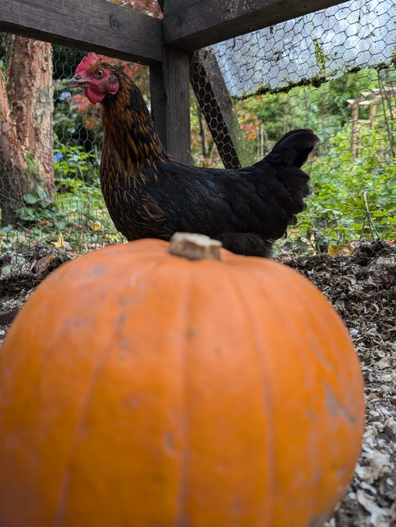 A black chicken looking at a pumpkin