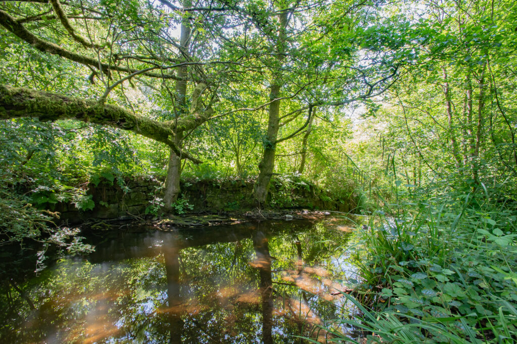 A slow river surrounded by trees on a sunny day at The Eden-field Project