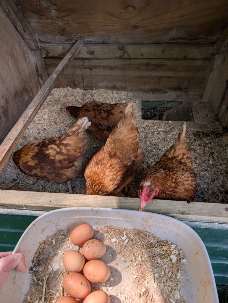 A group of chickens watching eggs get collected